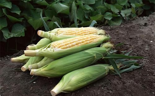 维生素e|女性若不想被叫黄脸婆,使劲吃3食物,腰不疼了,子宫越来越干净