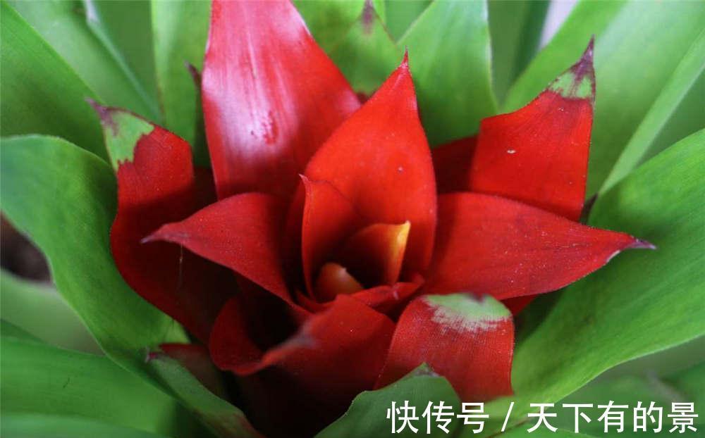 养花试试这几款,开花引蝶,风中起舞,很美