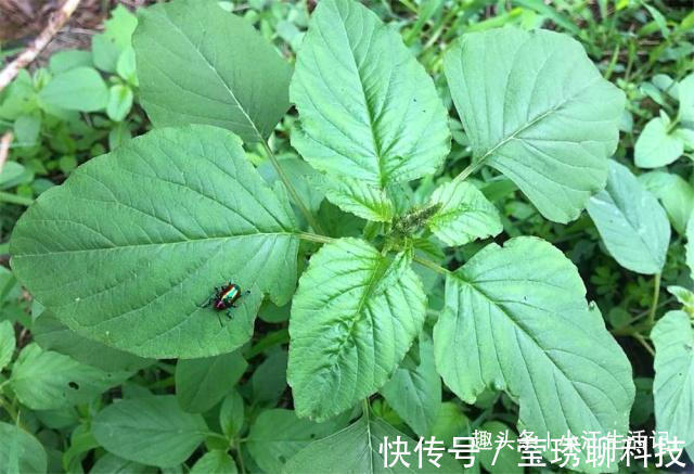 农村|农村一种会“流血”的野菜,钙、铁含量极高,治肠炎,提高免疫力