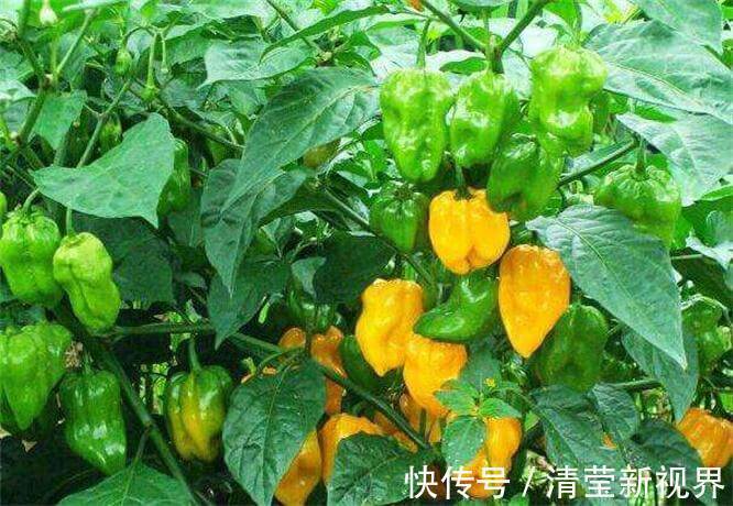 黄青椒|想长寿全靠吃，3种蔬菜换着来，排毒养颜，提高免疫力！