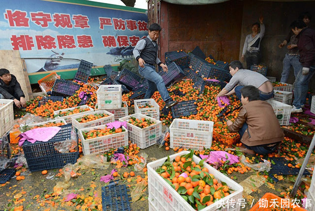 “砂糖橘”有真假,这样的“砂糖橘”,别买,不好吃!4招挑橘子