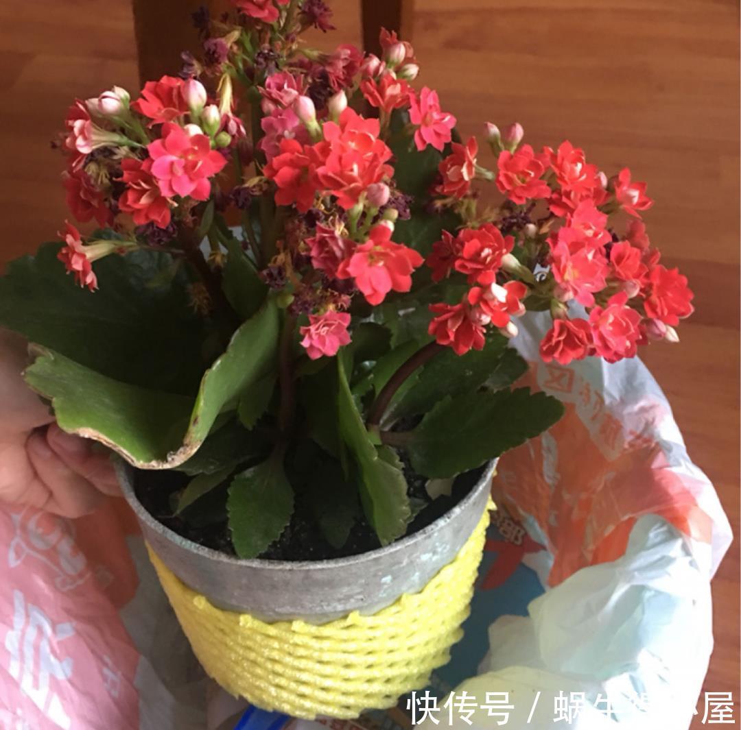 金枝玉叶|30℃以上，10种花就先别养了，买一盆死一盆，别怪我没提醒你