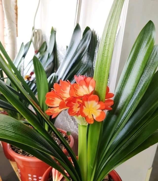 财树|巧用这种皮,养君子兰发财树,叶片光亮,效果让人满意!