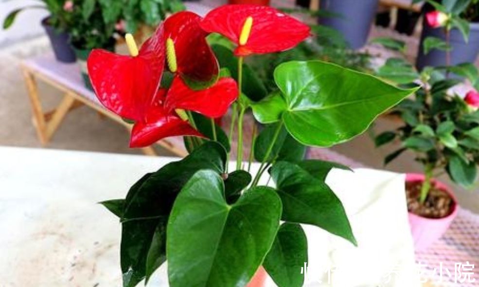 7种漂亮花,家里阳光少也能养,光照太强反而长不好