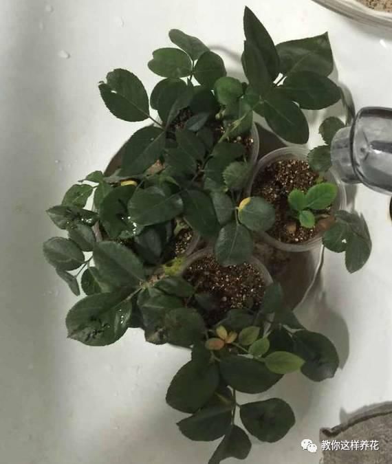 学会这种扦插法，2周生根，插什么活什么，太简单了！
