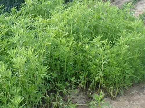 杆子|湖边这种野草,二月吃根,三月吃苗,很多人赶早去挖,炒腊肉一绝