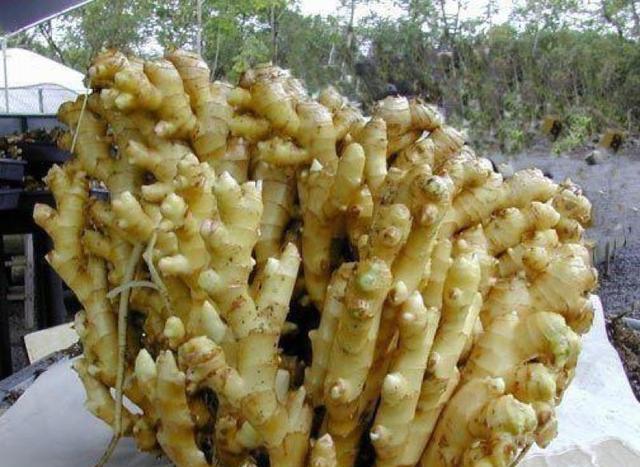 1块生姜放盆里，长出一片姜，只用了1个方法，2年都吃不完