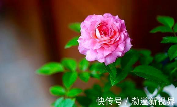 生根液|扦插月季有“学问”，学会这方法，生根长芽快，成活率更高