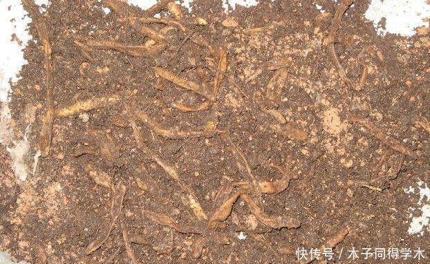 想要菊花盆栽摆脱虫害?只需做这些就能轻松解决