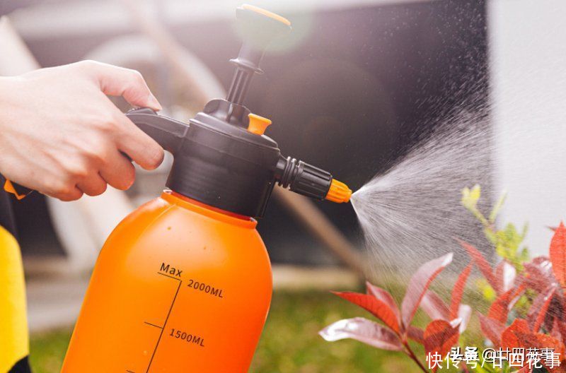 多肉植物|5种情况,不能给花草乱喷水,搞不好烂叶烂心,还掉花苞