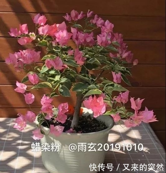 越冬|家里有这花，露养断水2个月，安全越冬50盆