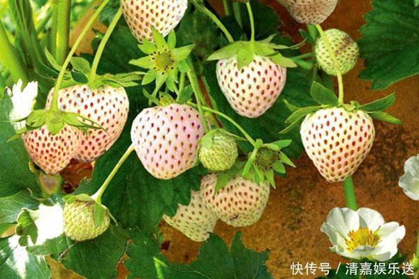 世界上最稀|超稀有的水果,有钱也买不到,菠萝莓