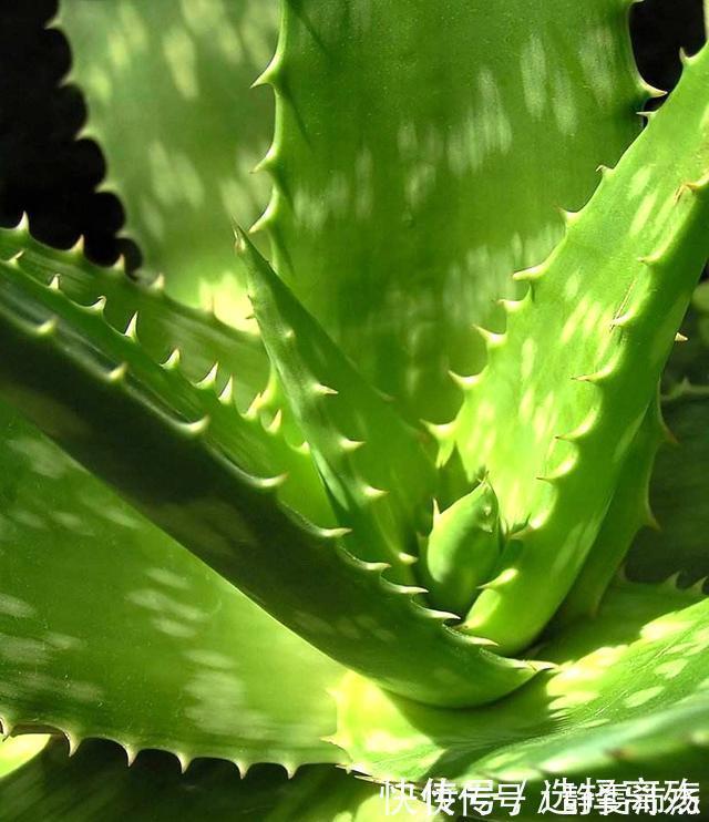 养芦荟记住此2点,叶片肉厚发光,嫩芽多的挤裂花盆