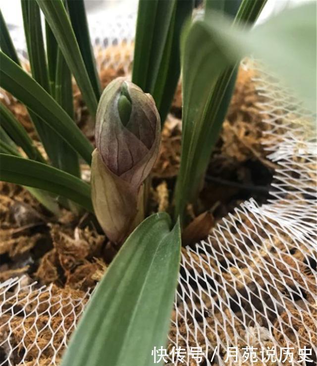 兰花本是“野草”，栽到盆里养不好，记住一个口诀，轻松养好兰花