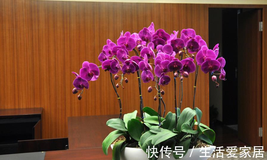 秋天逛花市,5种花值得入手,带回家好养护,皮实健壮开花美