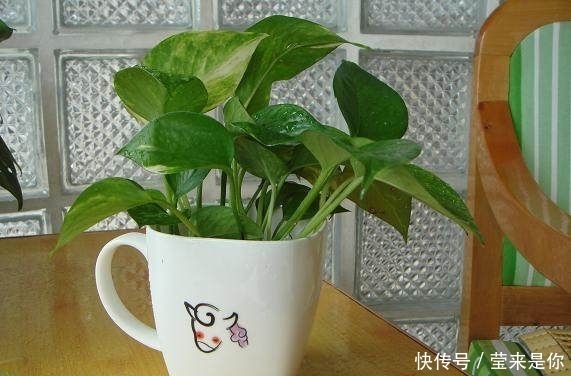 家居|家居养花选择这三种,不仅好看,还能净化空气,放在客厅卧室最好