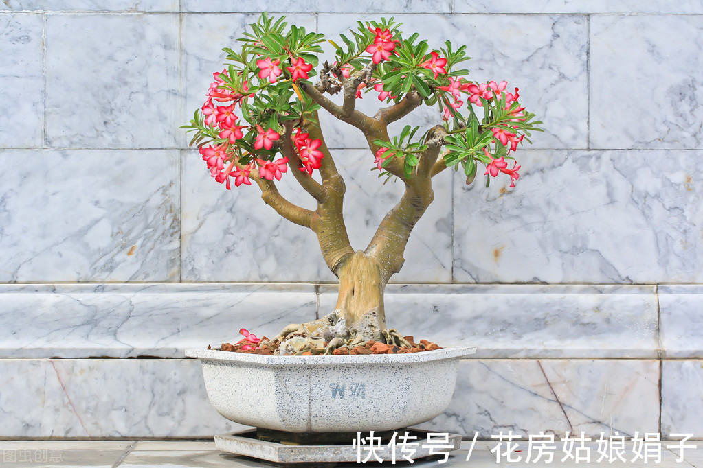 三角梅|这6种花适合小盆养，用小盆，少管它，反而越长越旺，花开爆盆