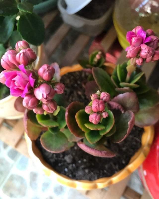  长寿花不长花苞，只控光用处不大，学会三控，花苞越来越多