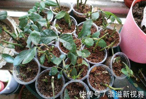 生根液|扦插月季有“学问”，学会这方法，生根长芽快，成活率更高