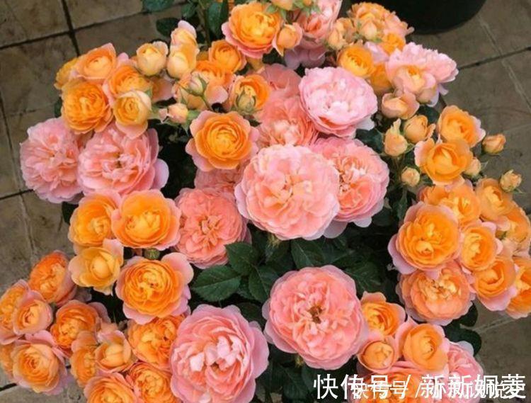 能手|4种花是爆盆能手,开起花来拦不住,开成花海超美的