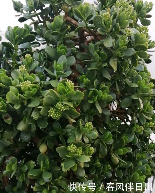 冬天0度下,个个玉树都“趴下”,歪七扭八变“鼻涕”,救不活啦