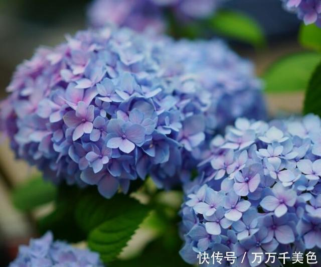 无尽|养绣球花却不会调色?你算是白养了!无尽夏调色攻略