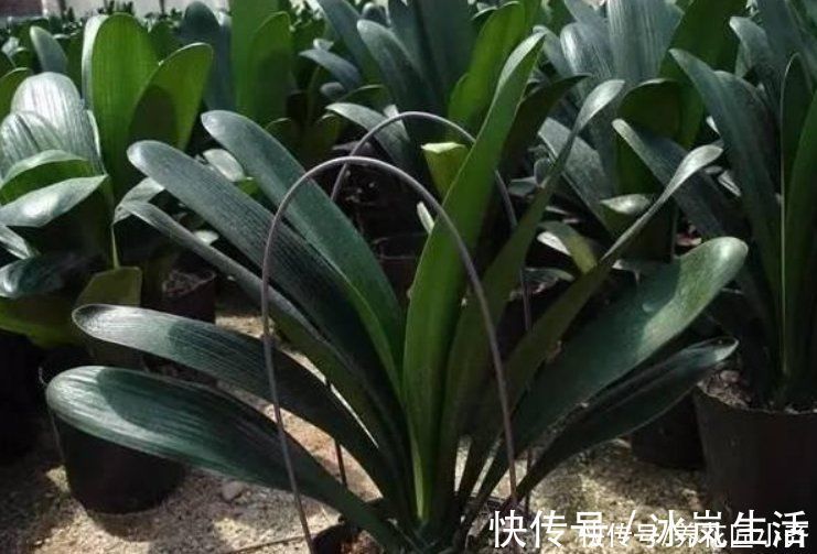 肥料|君子兰越养越难看?掌握这3个小技巧,叶片整齐油亮,侧看一条线