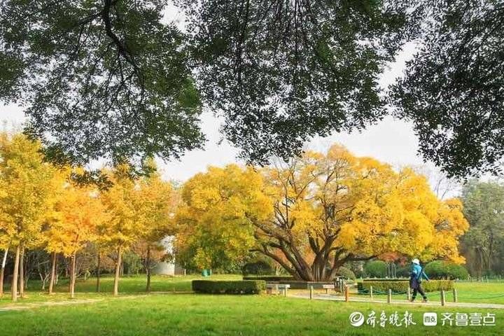 泉城公园|济南泉城公园进入最佳观赏季，植被五彩斑斓处处皆秋景