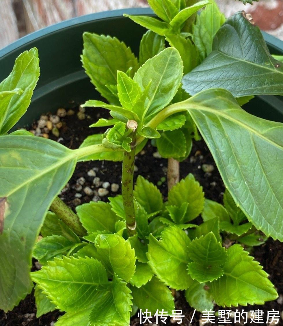  长势|冬季的绣球花，有一步不能做，开春长势更好，花球大，花更多