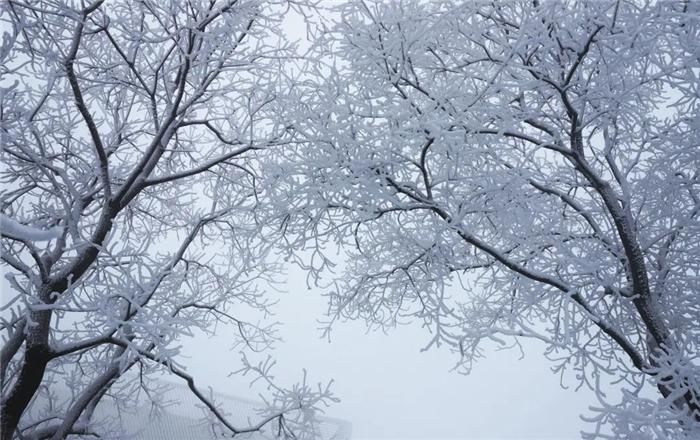 中年|东阿阿胶迎来新年第一场雪