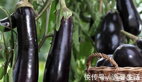 经验|买茄子时，选直的还是弯的老菜农分享经验，以后不要买了