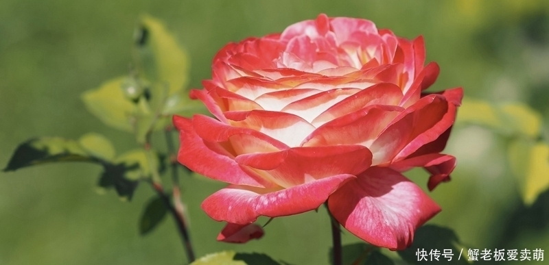 月季花|要养月季,推荐这9个品种,开花多多,又美又香,一年四季有花赏