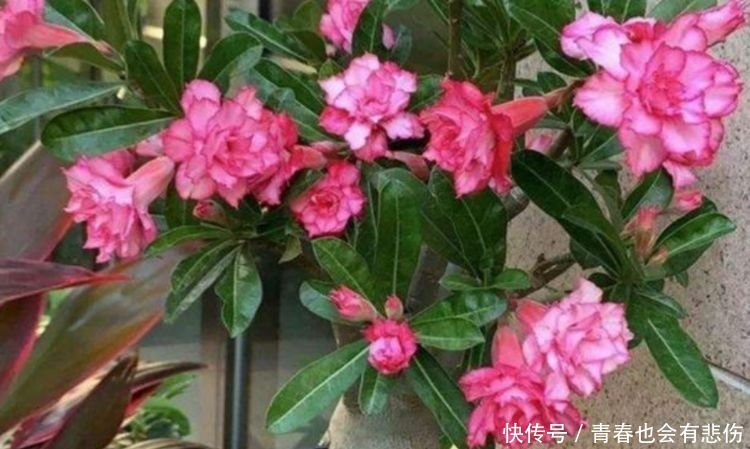 百合花|最适合新手养的4种花,开花爆盆很简单,满树都是花朵,漂亮极了