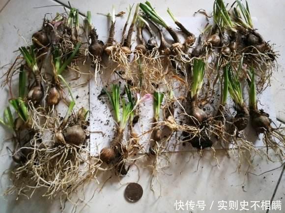 满地|泼辣的“胖美人”10块钱买“一堆”,狂风暴雨后,妖艳花满地