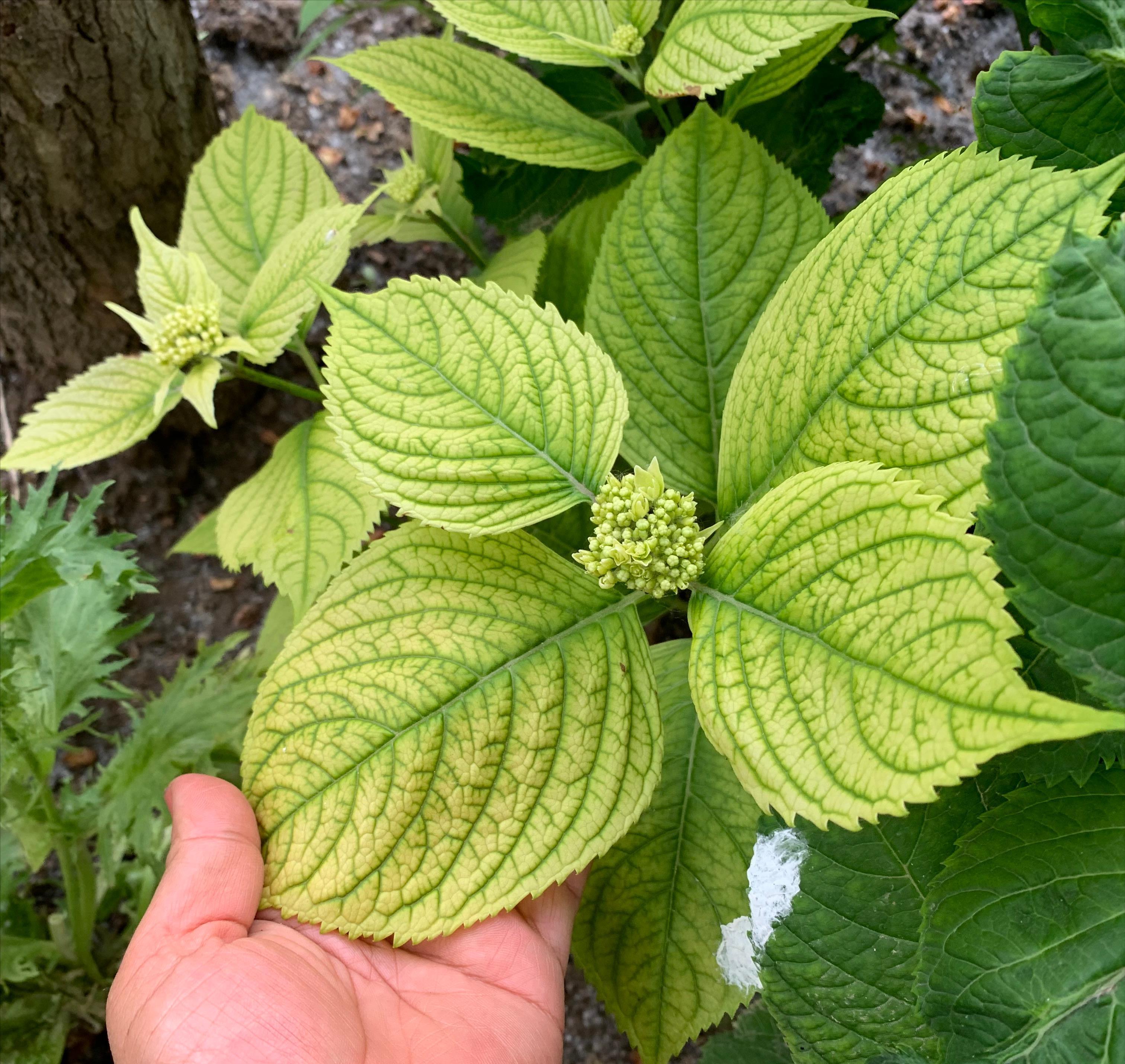 7种漂亮花,都是“醋罐子”,每月喝一碗,黄叶消失,花满枝头