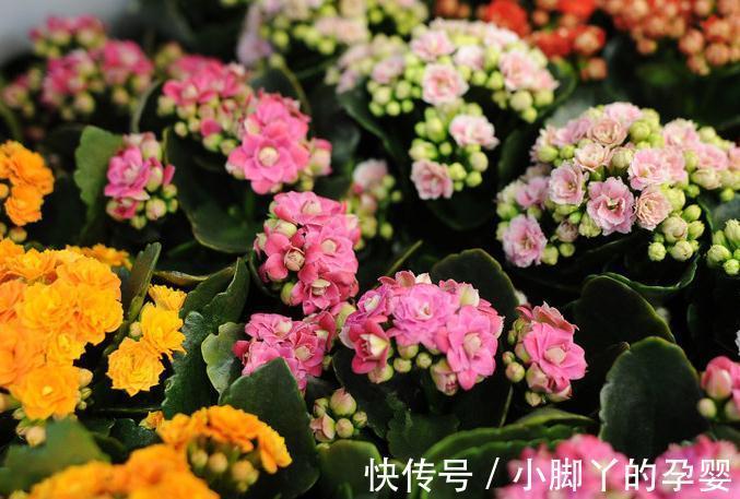 要想盆栽花卉长的旺，万能土不能少