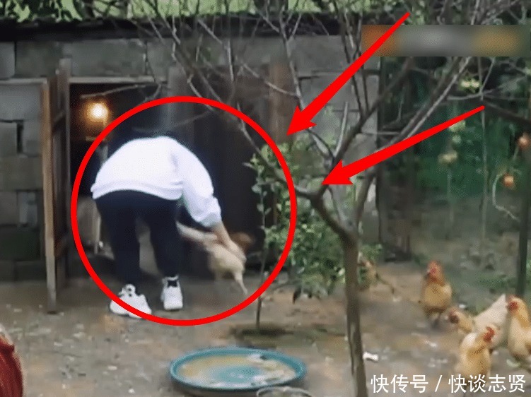 李雪琴 《向往5》继刘晓邑后,又一位全能嘉宾来了,徒手抓鸡还会做木工