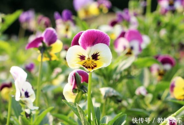 几种好看不起眼的小花,现在种刚好,一个夏天都开花!