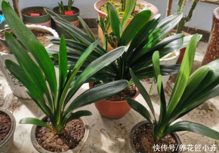 浇水|君子兰烂心怎么办？这是不可逆的，只要救治合理，就能变成群兰