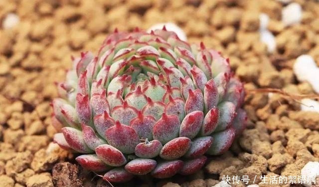大饼|多肉有“三怕”,避开不易摊大饼,窜新芽上色快,养成群生老桩!
