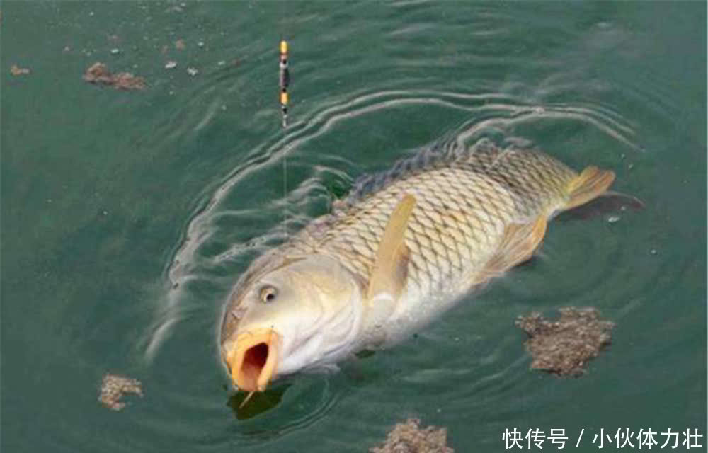 鲤鱼咬钩的经典漂相,出现这些漂相时,心跳加速,一定是大鲤鱼!