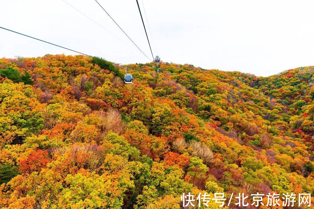 彩叶|不出京，最适合赏红叶的地方就在身边！帝都自驾可达的好去处