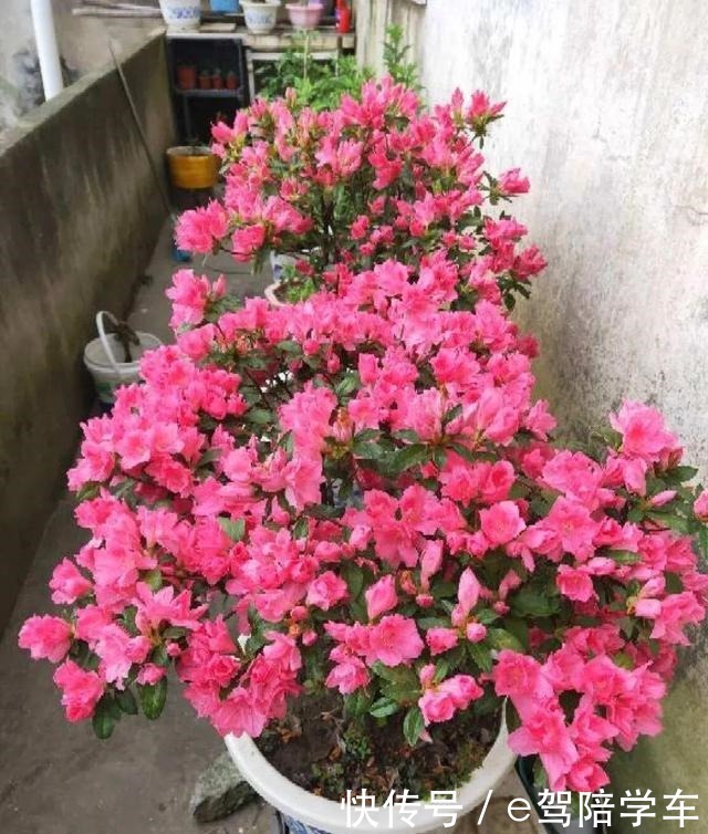 公认难养的6种花,新手慎买,养不活还浪费钱!