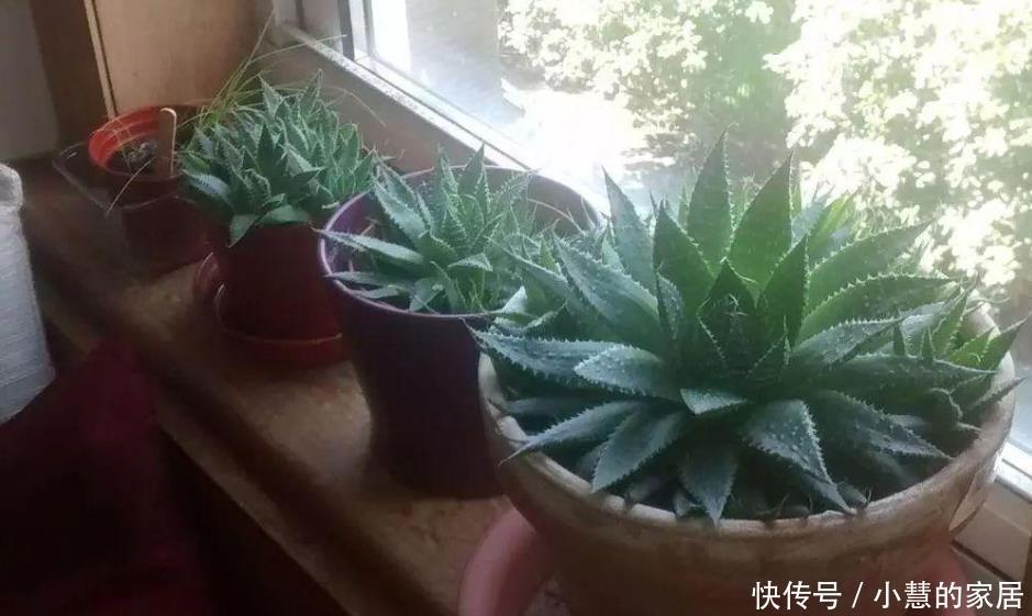 这10种盆栽植物特别适合种在家里,能够舒缓压力、净化空气