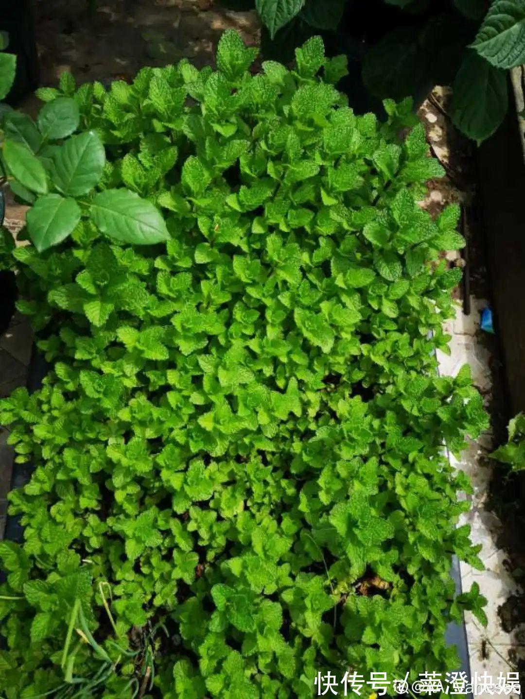 “折腾不死”的10种花,咋养都爆盆,懒人最适合!