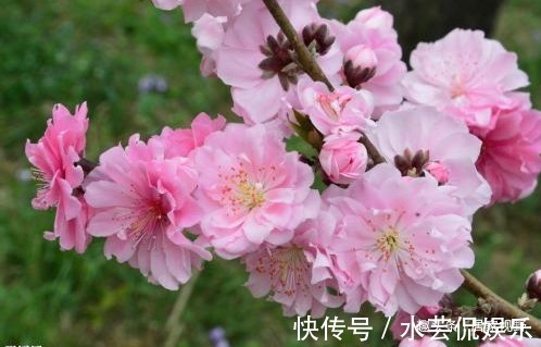 皮肤干燥|花朵丰腴,色彩鲜艳,好看养眼,还能改善皮肤干燥、皱纹