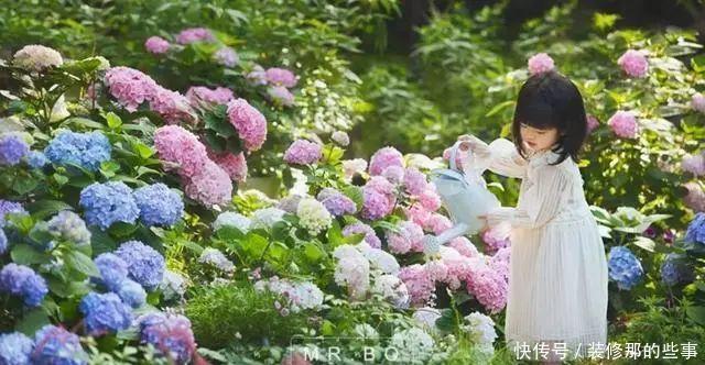 喜欢喝水的3种花,香气足花球大,一天不浇水,个个蔫哒哒