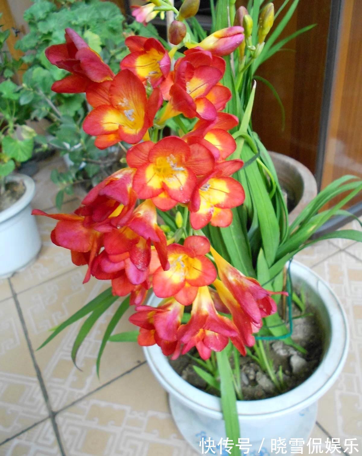 秋天|5种“漂亮花”,个个高颜值,越冷凉,花越艳,现在正是入手时