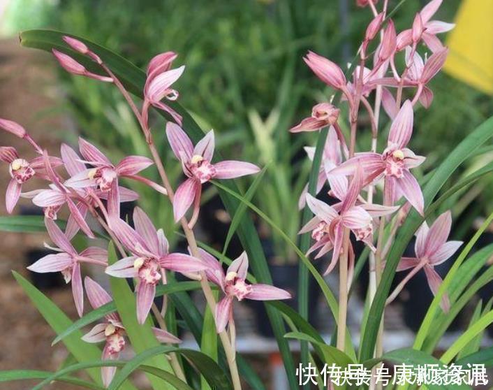 最受欢迎的花,家中养一盆不但能让阳台变花海,还能吸收甲醛