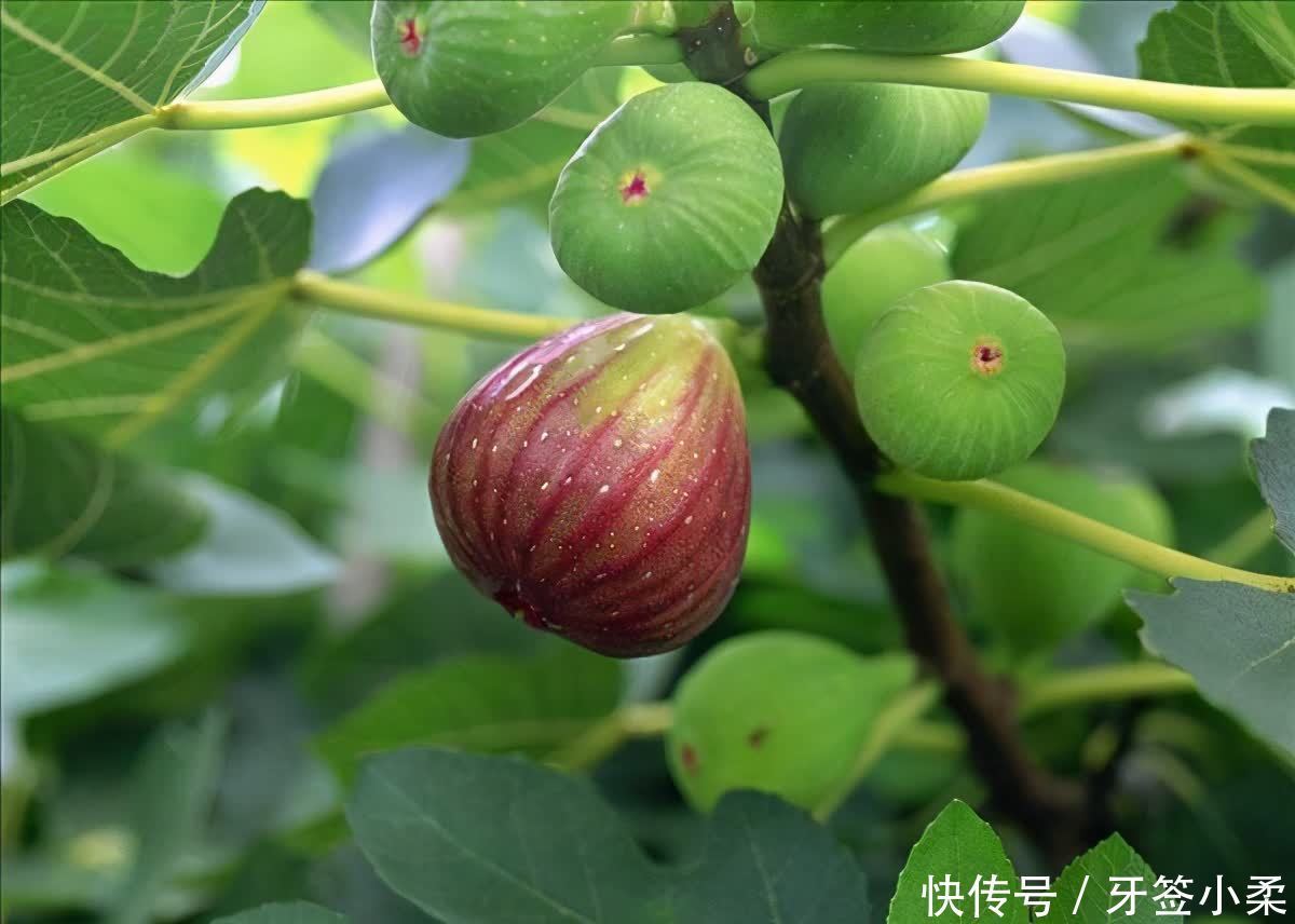 家里有院子,4种果树别嫌弃,好看好养活,比养花强